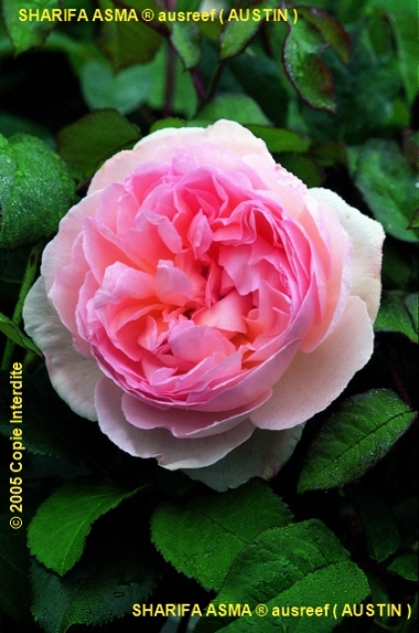 pour toi ......................